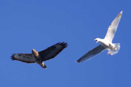 03 April 2021 - 16-10-07

----------------
Seagull attacks (verbally) a buzzard over Dartmouth